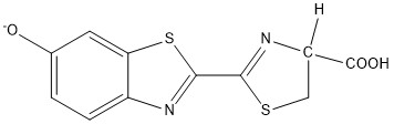 molécula luciferina