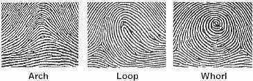 Image result for fingerprint types