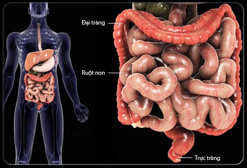 Ruột non là gì và nội soi ruột non như thế nào?