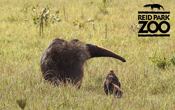 A mother anteater and her pup