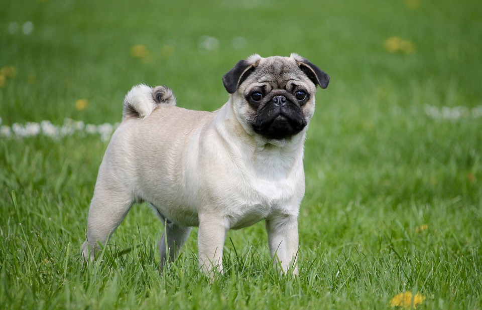 Best Shampoos for Pugs: pug standing on grass