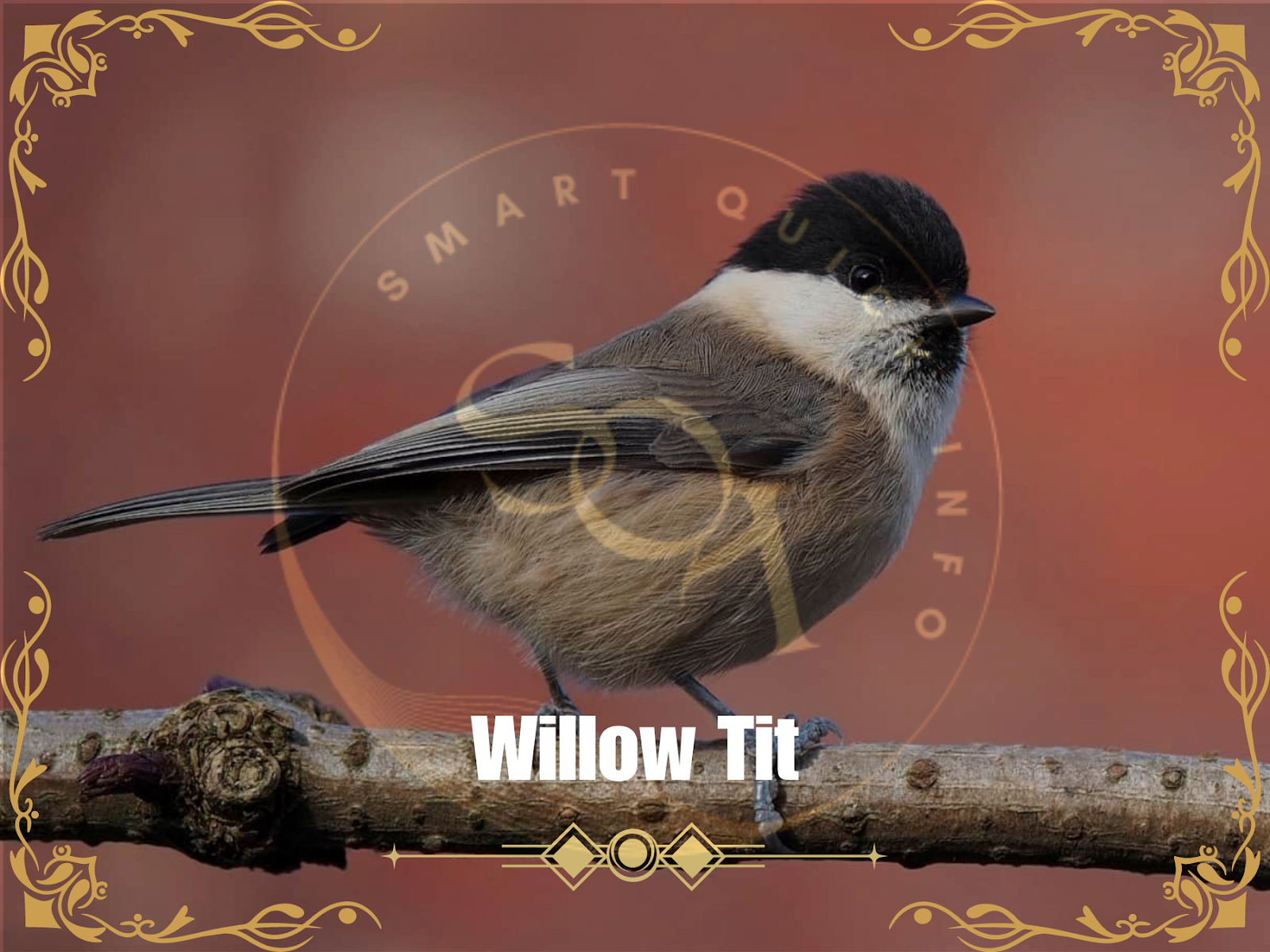 Willow Tit
