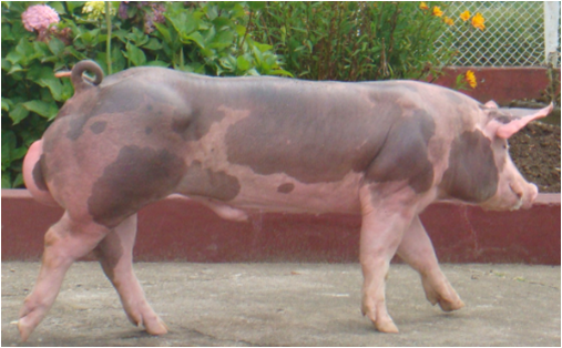 Resultado de imagen para raza de cerdo pietrain