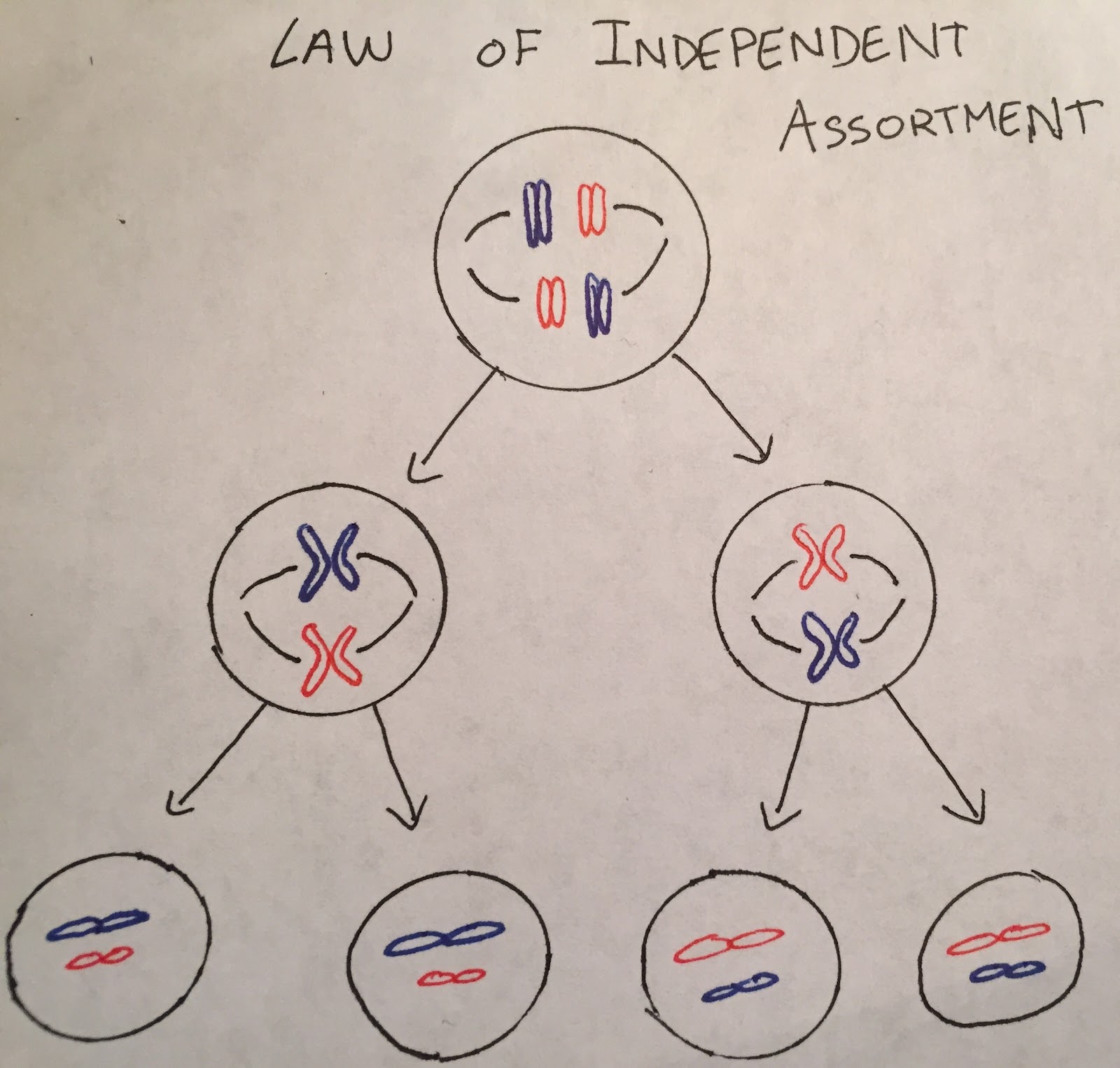 Law of independent assortment.jpg
