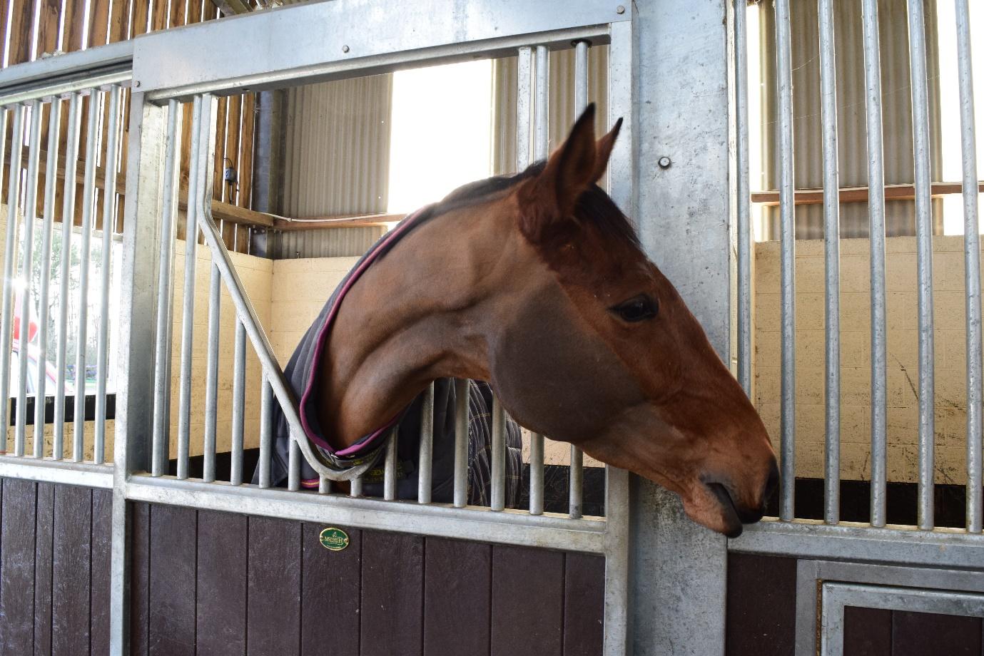 A horse sticking its head through a fence

Description automatically generated