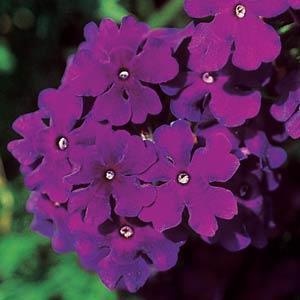 Image result for verbena lascar dark blue