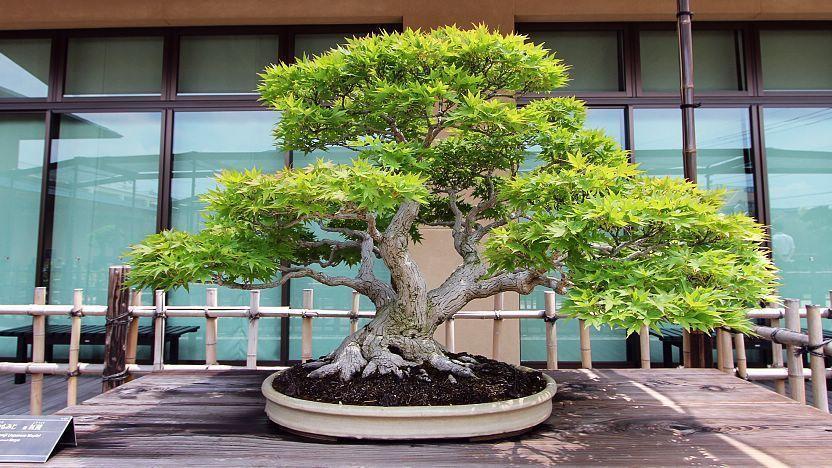 Bonsai - where to see bonsai in Japan