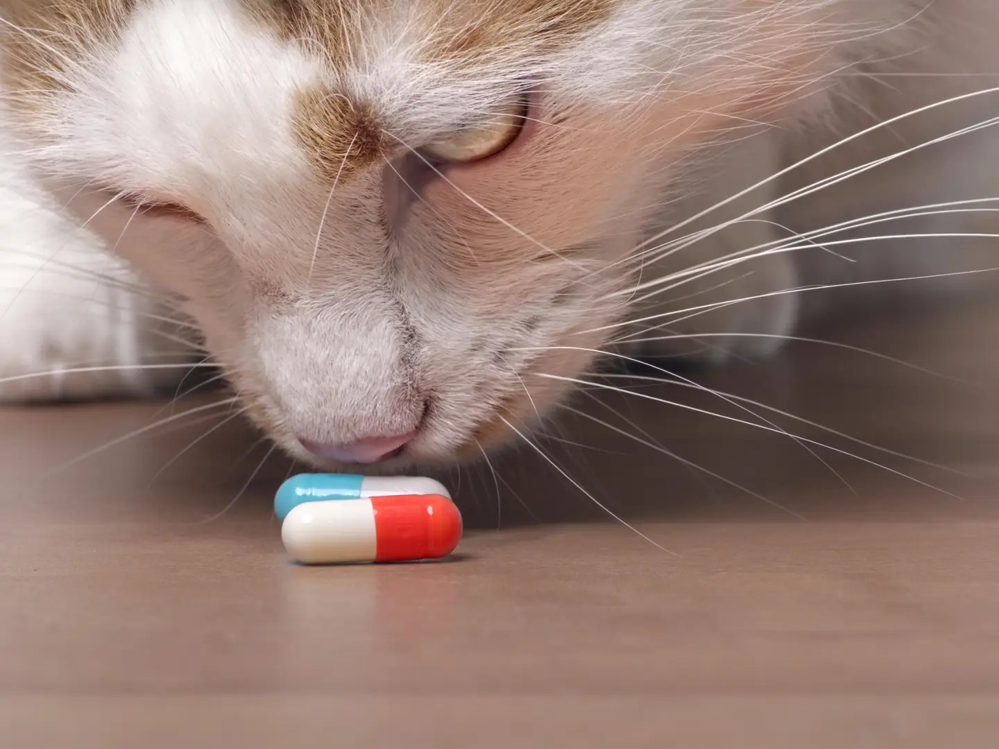 why-will-my-cat-eat-vitamin-d-pills-eat