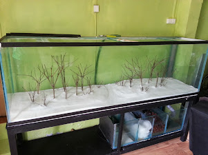600l aquascaping AmpQx6BmCFXei3yOwfynviLycbf-XE_7chrGc1WhX1o=w301-h225-p-no