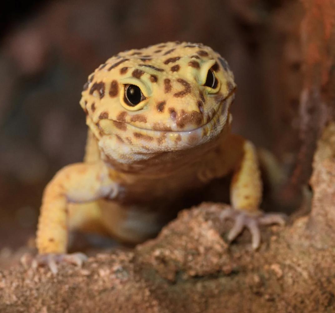 7. ตุ๊กแกลายเสือดาว (Leopard gecko) 02