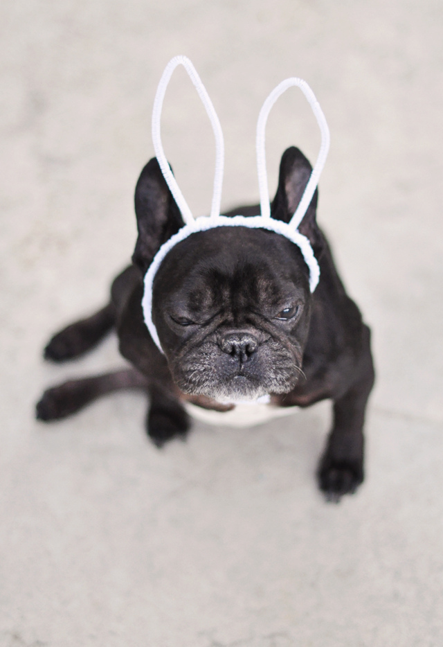 funny easter dog-french