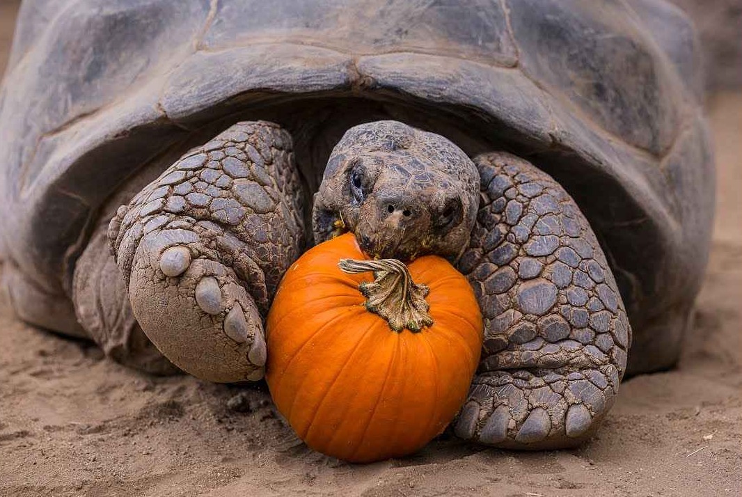 Can Tortoises Eat Pumpkin