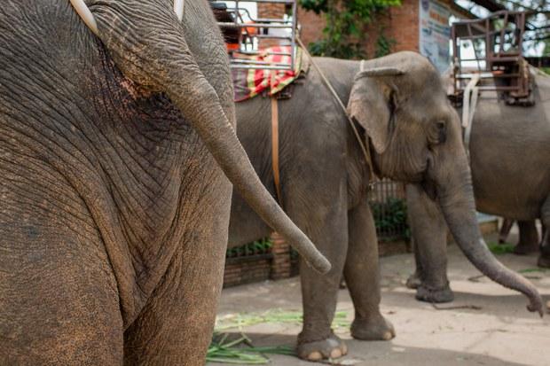 Các điểm du lịch ở Đắk Lắk bị tố ngược đãi voi