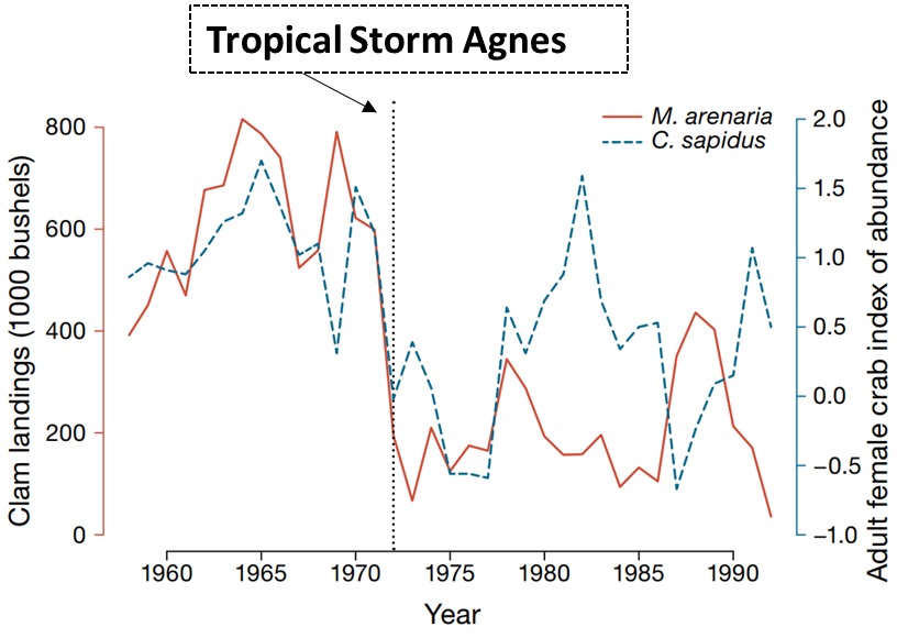 A time series with a double x-axis shows the years 1960-1990 and the y-axes show “clam landings in 1000 bushels” from 0 to 800 on one side and “adult female crab index of abundance” from -1 to 2 on the other. Initially, the blue dashed C. sapidus crab line showed peaks parallel to the red M. arenaria clam line, lagging by about 1 year. Both species saw a drastic decline at the vertical 1972 “Tropical Storm Agnes” line. After the storm, peaks in the clam line fell about 1 year behind that of the crabs.
