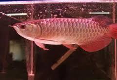 Image result for 如化龍魚