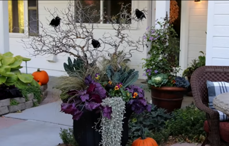 Crows in planter