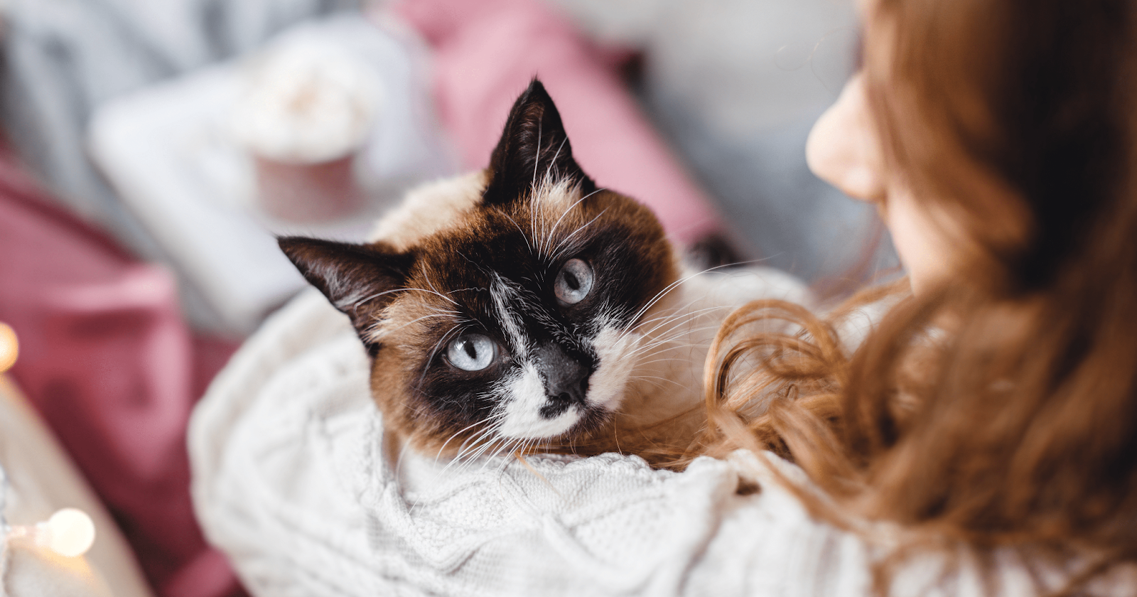 Woman sitting on couch cuddling with cat