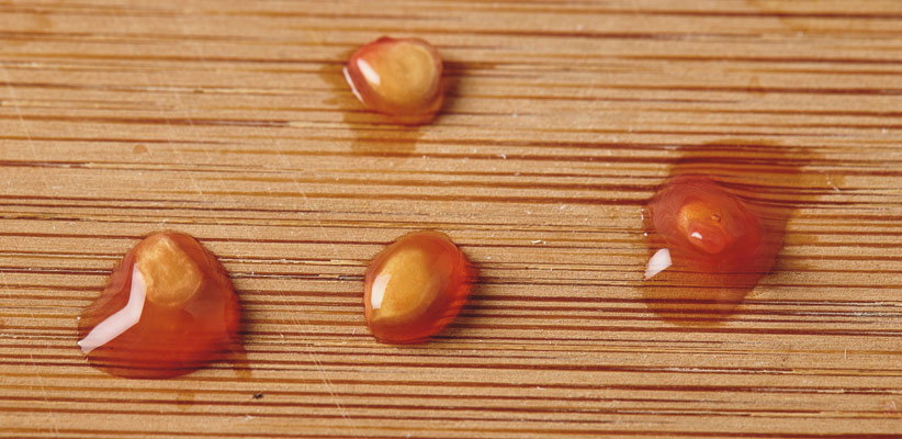 Seeds Are Covered in Gel