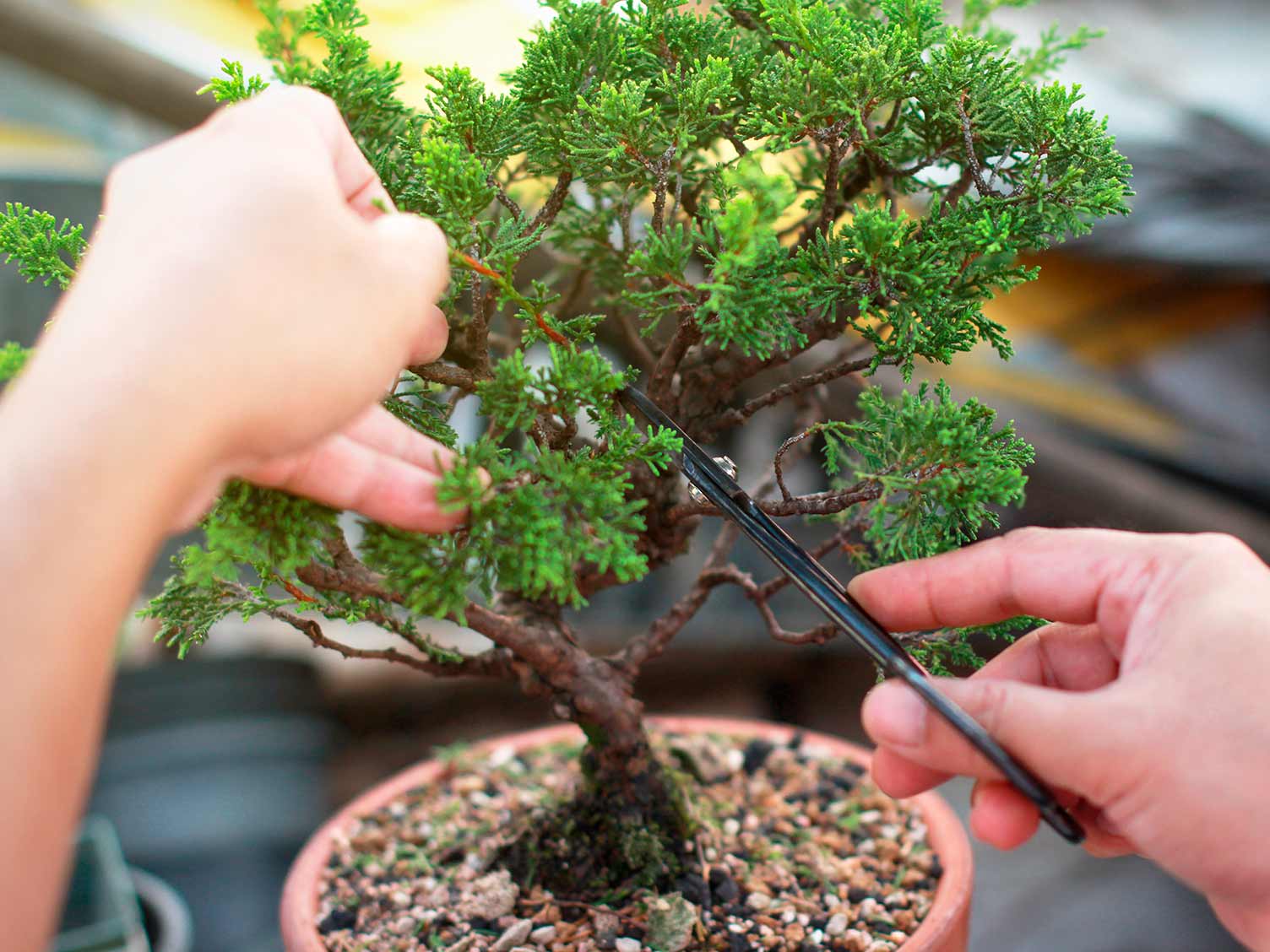 How to Grow and Care Bonsai Flower Tree