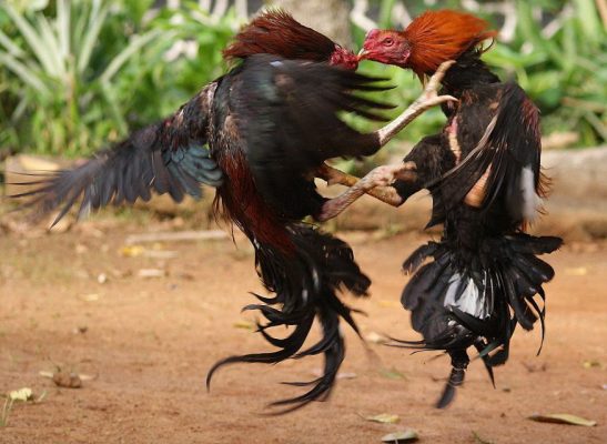 Tại sao nên lựa chọn trang đá gà 678?
