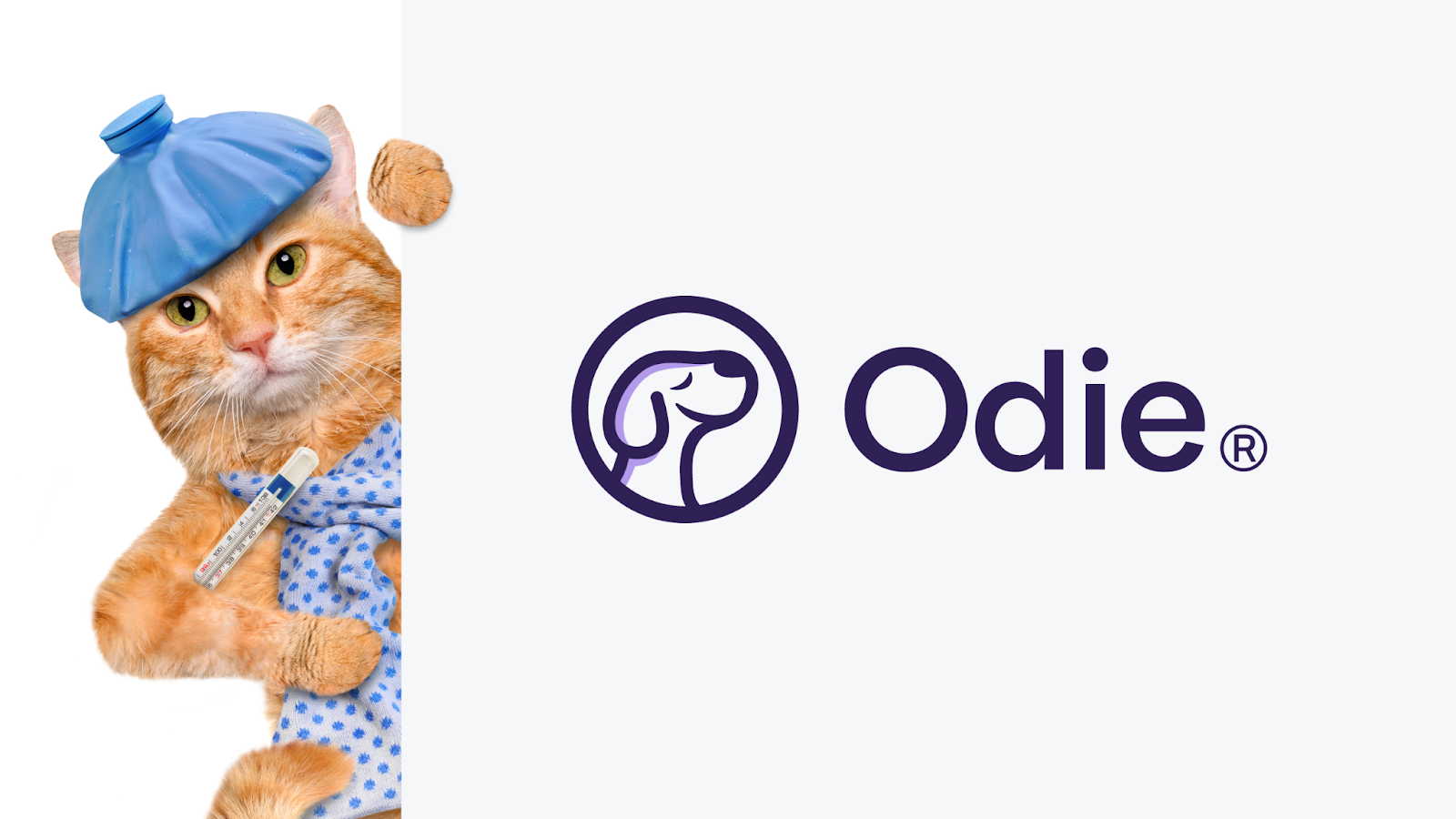 Odie Pet Insurance offers a wellness plan add-on to help with routine care items including vaccinations. 