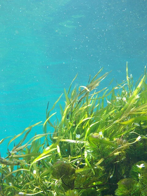 Green Seaweeds picture underwater