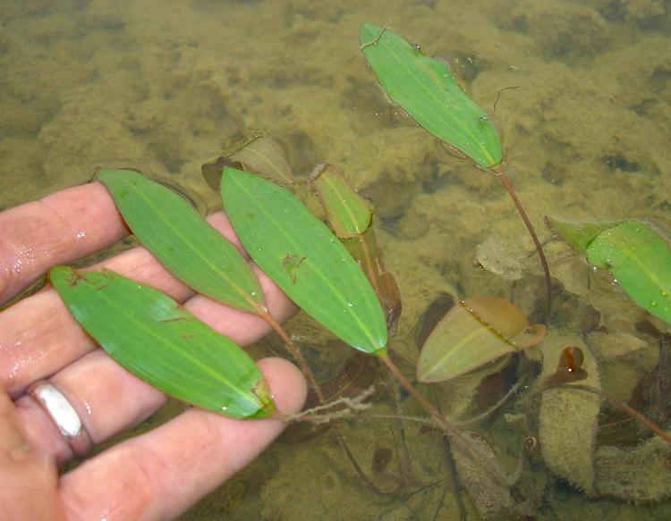Long-leaf pondweed