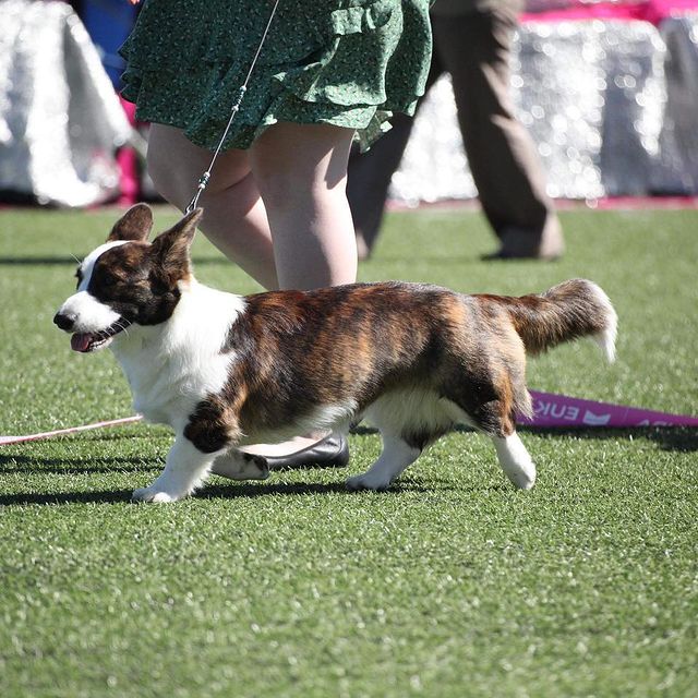 Photo by Kennel Jolizi avd Nord in Stokke. May be an image of 1 person, corgi and grass.