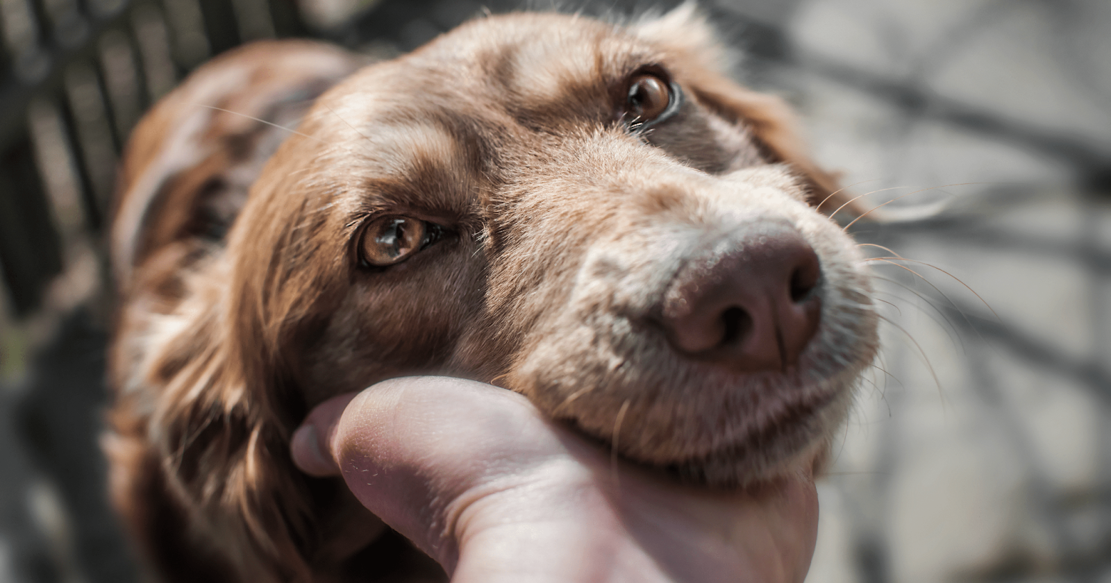 older brown dog looking up at owner