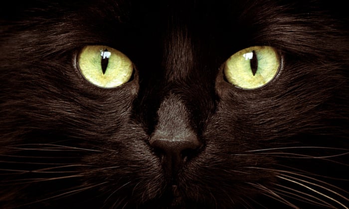 The Cat And The Canary: Why We Can’t Ignore Long-Term Thinking