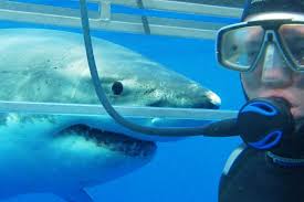 Hookah Shark Cage Diving | White Shark Diving Company