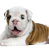  Where to Find Schnauzer Puppies For Sale Near Me