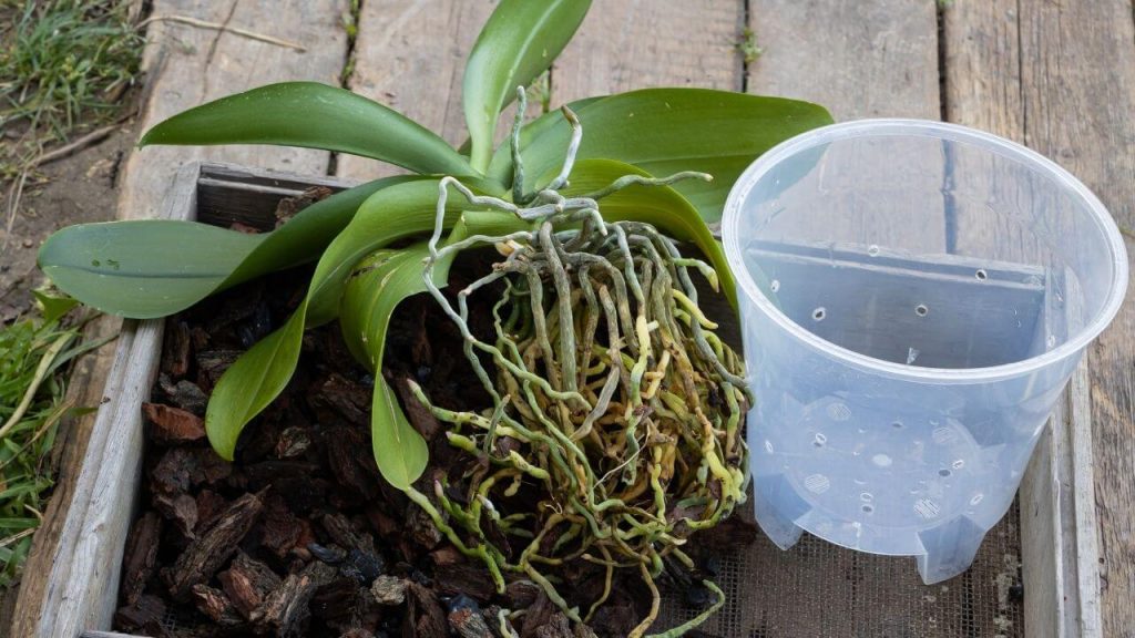 good drainage orchid pot