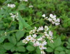 buckwheat flower