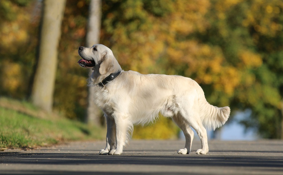 Vàng, Retriever, Con Chó