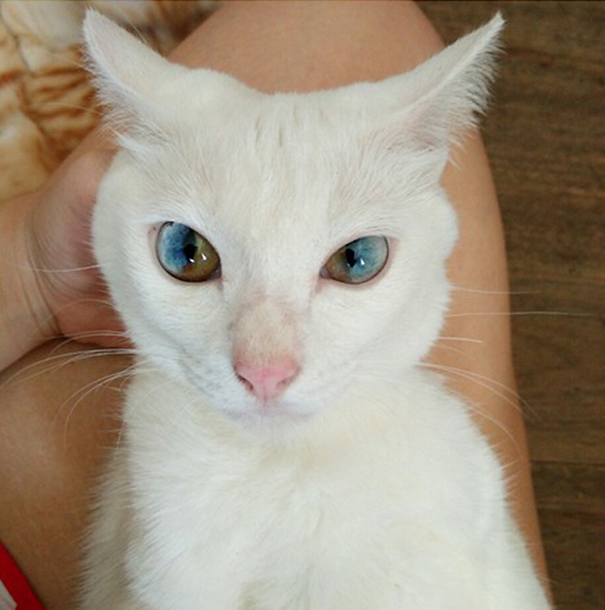cat-eyes-different-colors-heterochromia-10