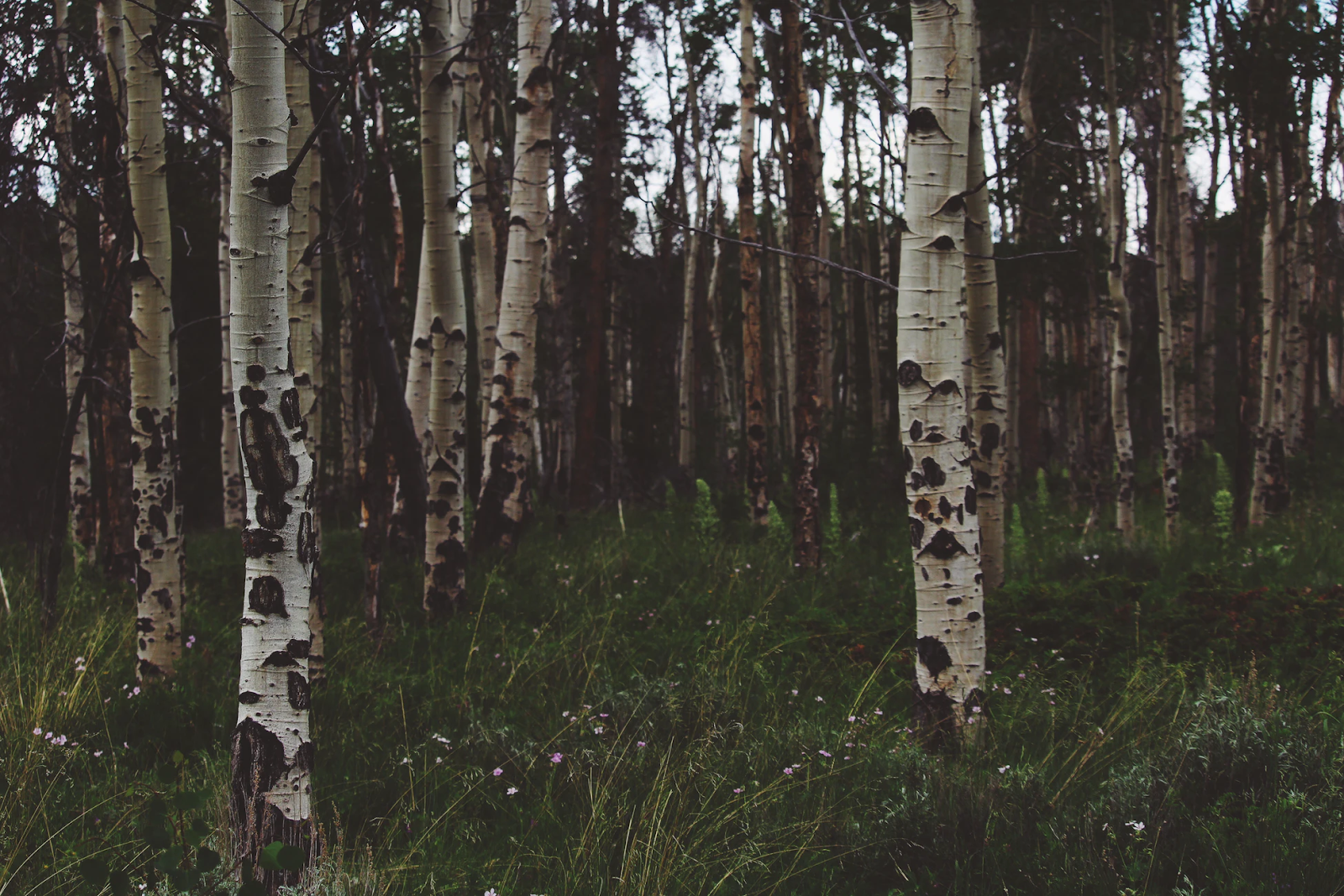 forêt de bouleau