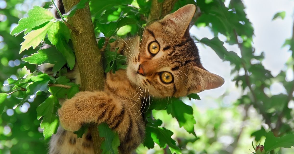 les chats grimpent sur les arbres parce qu'ils aiment l'aventure