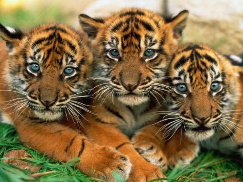 10 FACTS About TIGERS You Didn't Already Know 🐯 