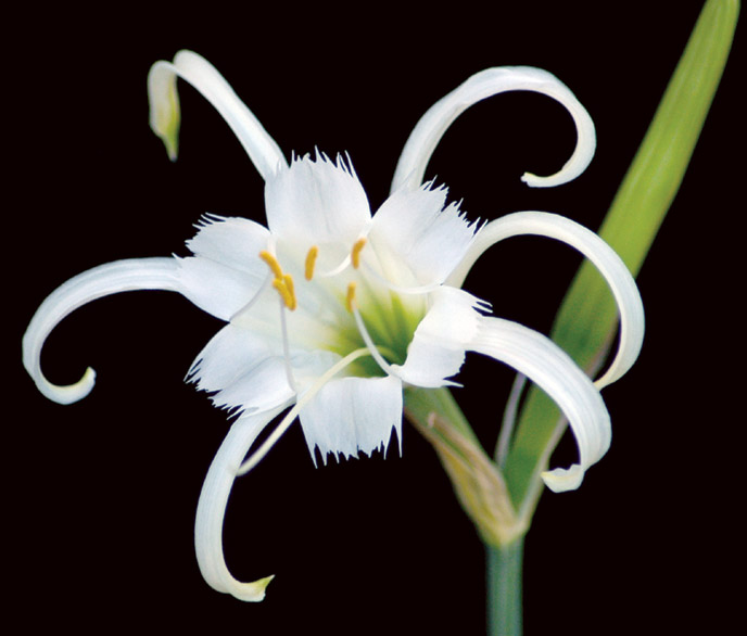 Hymenocallis narcissiflora (Peruvian daffodil).