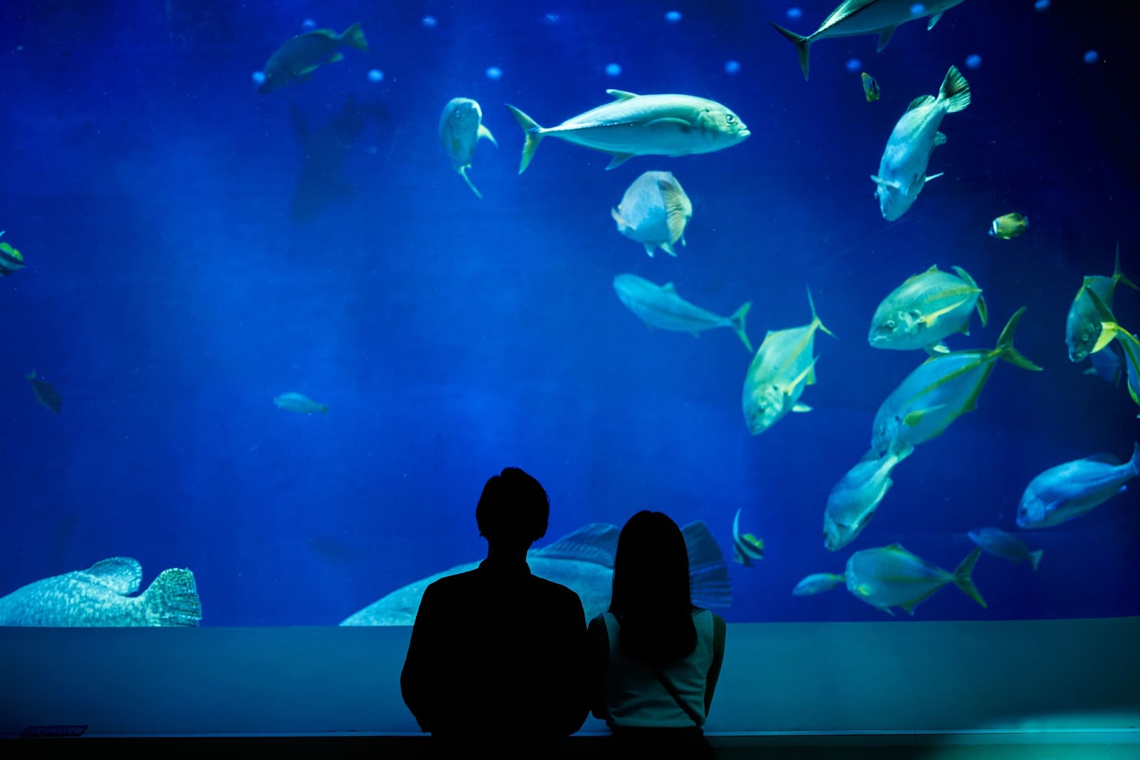 2.薄暗い空間で魚を観察「屋内型水族館」