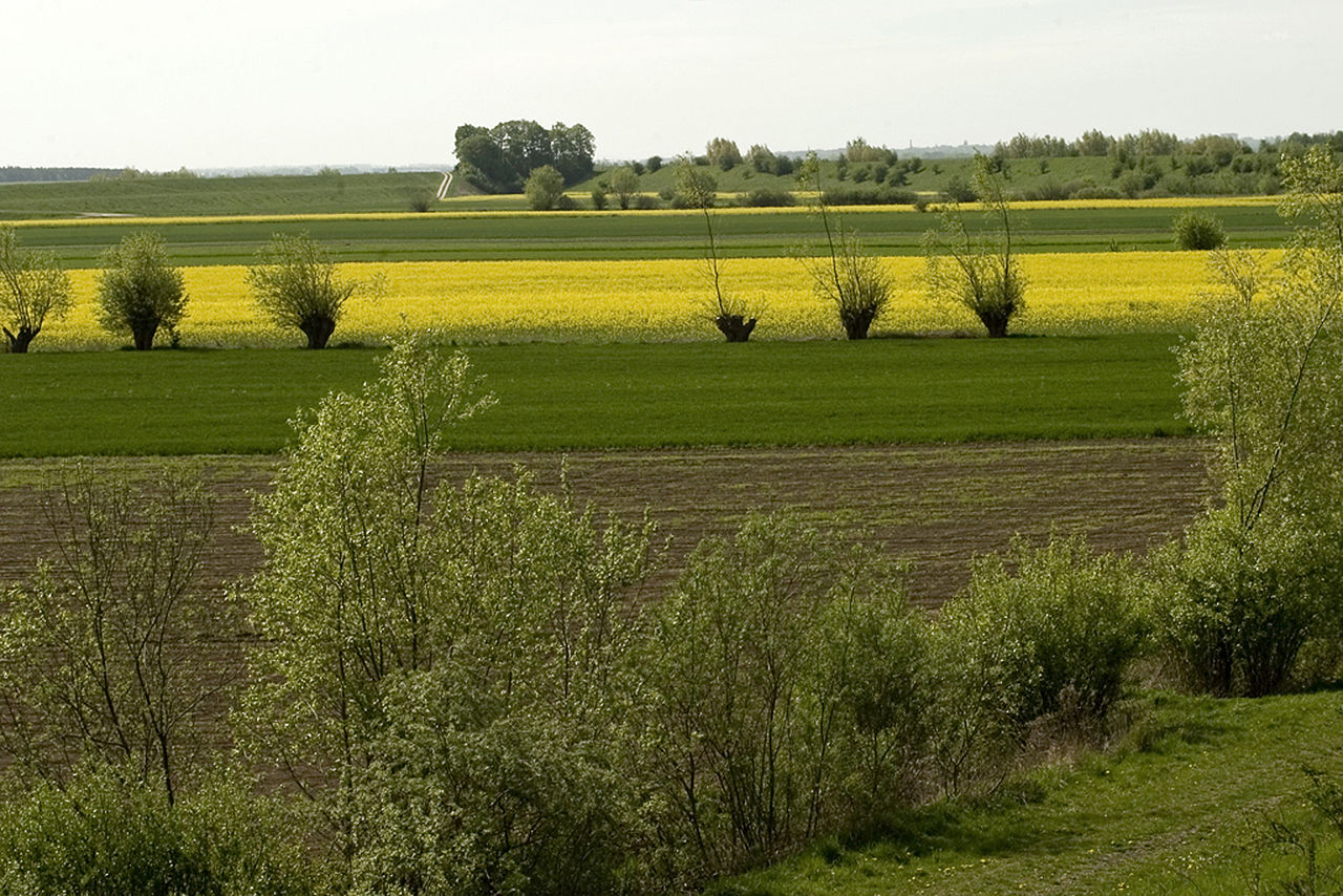 Zdjęcie przedstawia krajobraz Żuław Wiślanych. Widać na nich pola uprawne, na miedzach rosną drzewa. 