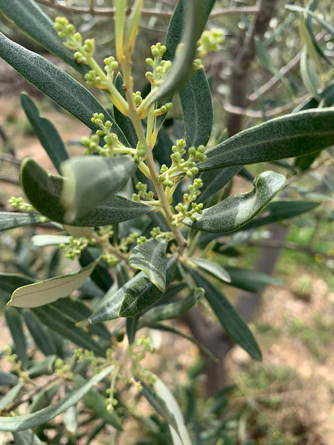 olive tree sprouting
