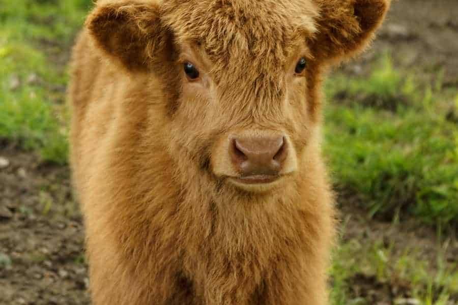 25-interesting-facts-about-mini-highland-cow-you-didn-t-know