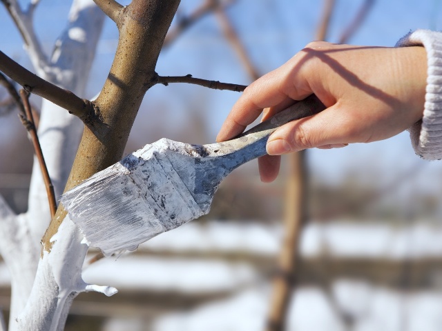 Как защитить стволы деревьев в холодное время года