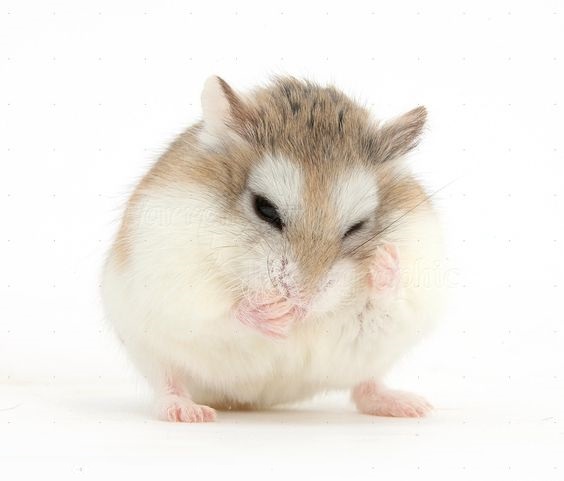 Roborovski em processo de auto higienização: como os gatos, os hamsters cuidam da própria limpeza.