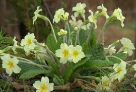 wild primrose