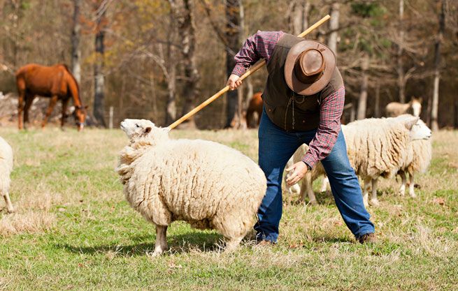 Image result for staff of a shepherd