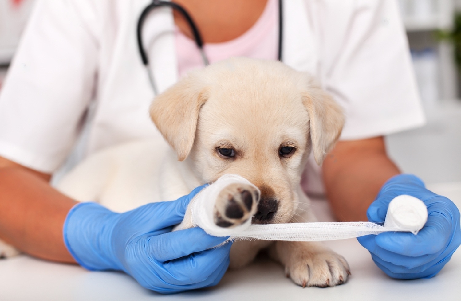 Dog Wound Healing Stages Pictures, How Does It Help? 7 BLldK13CgPZrO S14XUGyTmMkEh1 exaI2lgUBkWSevpzudi 7mJXaTp4Sx