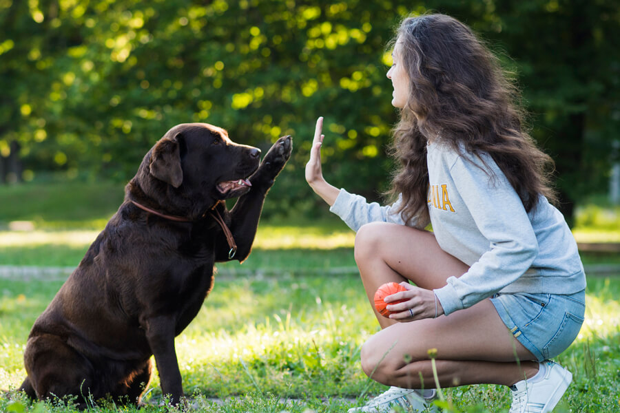 การฝึกสุนัข ทำอย่างไรให้น้องเชื่องและเชื่อฟัง